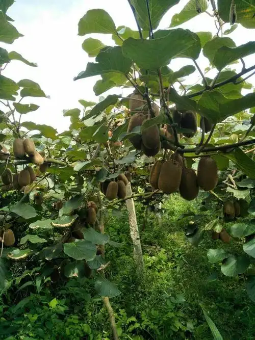 贵州修文贵长绿心猕猴桃成熟出售