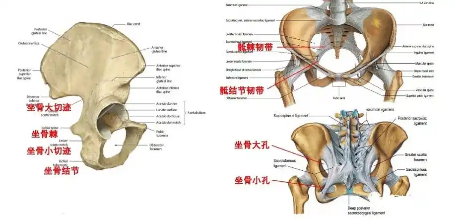 截石位前路坐骨结节水平阴部神经阻滞_疼痛_疼痛缓解方法 - 好大夫在