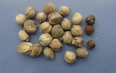 豆蔻年华的豆蔻什么意思