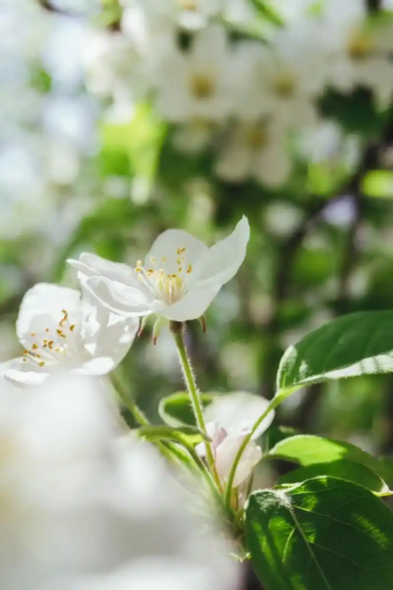 每一朵花都带着光的影子#治愈系风景 #摄影技巧 #日系小清新 - 抖音
