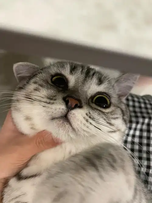 美短鱼骨纹串儿猫