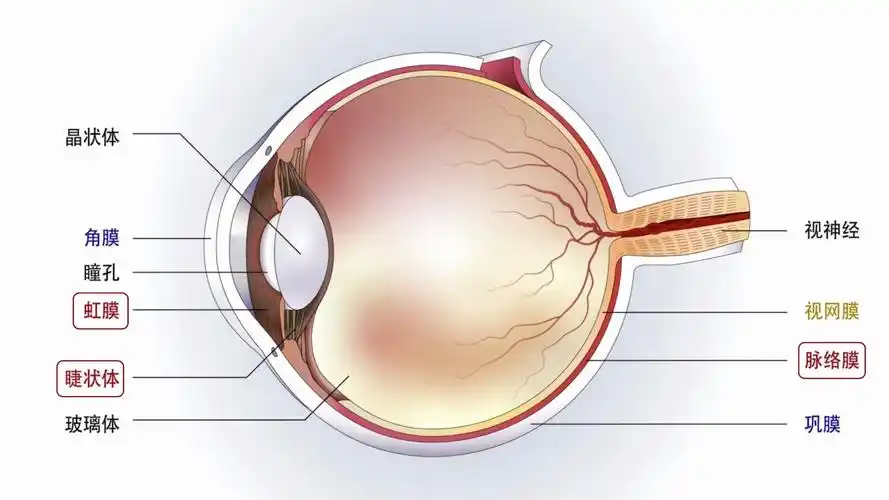 【生物】眼的结构_哔哩哔哩_bilibili