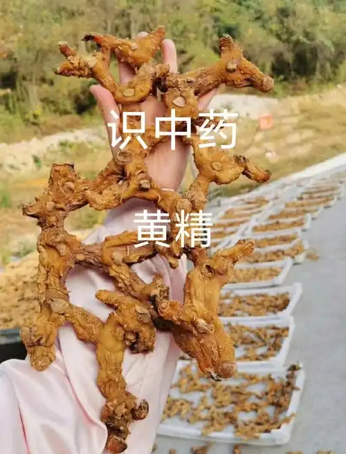 识黄精