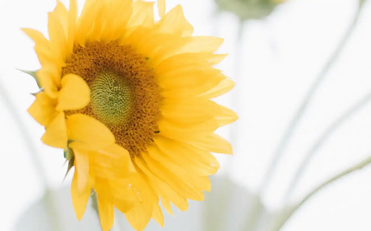 首页 桌面壁纸 小清新日系唯美静物高清图片壁纸上一张下一张查看原图