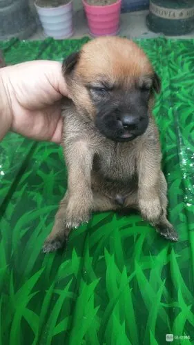 刚出生的小狼狗,公母都