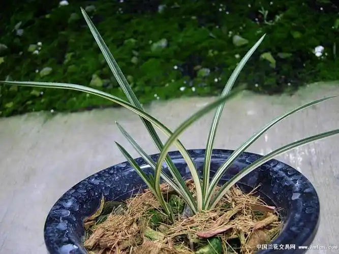 顶级蕙兰艺草摘星