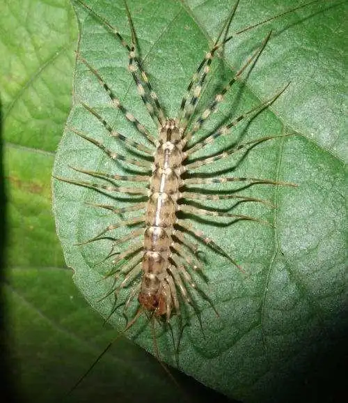 这是什么虫啊,好恐怖