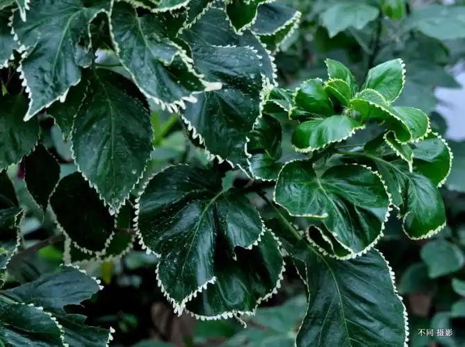 叶子边缘有一圈白色锯齿边,请问这是什么植物?