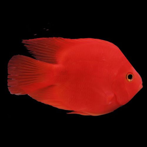 莱羡朵血红鹦鹉鱼淡水中大型热带观赏鱼元宝发财鱼鹦鹉鱼活体鱼红财神