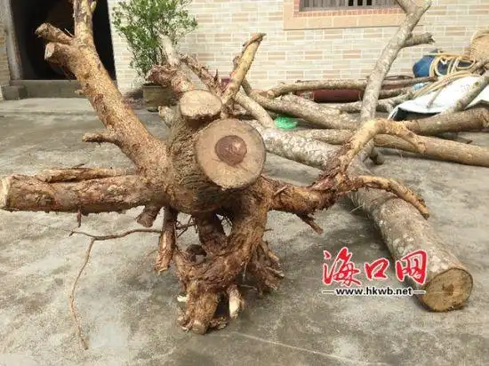 被盗留下的树根及树枝.李传华 摄