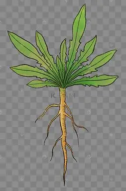 中草药板蓝根植物