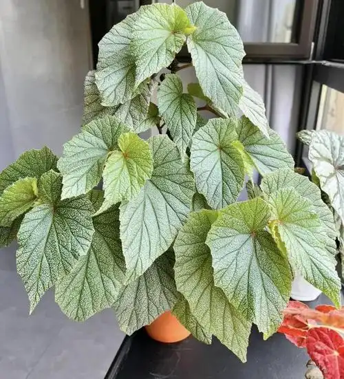 小型观叶植物秋海棠价格便宜好养护观赏性非常高