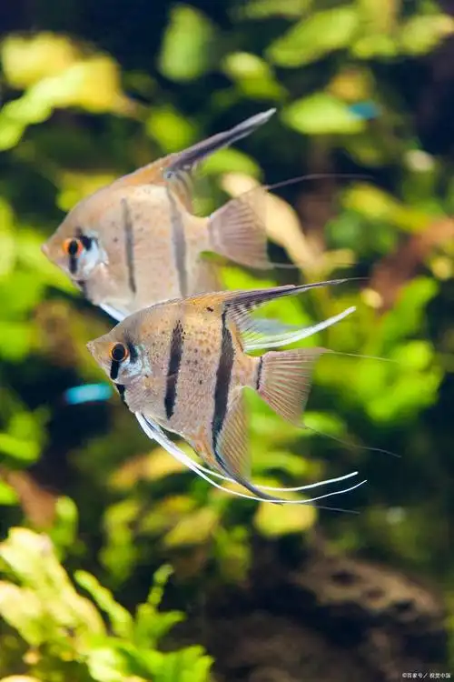 神仙鱼(燕鱼)养殖介绍
