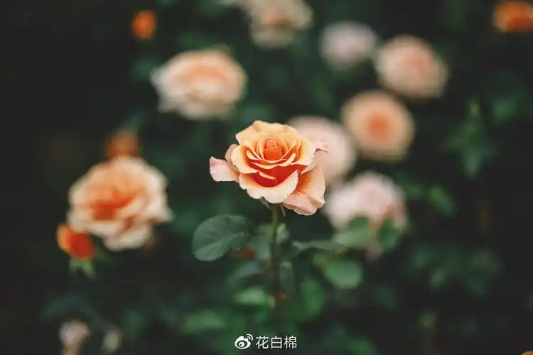 手机壁纸超清月季花欣赏