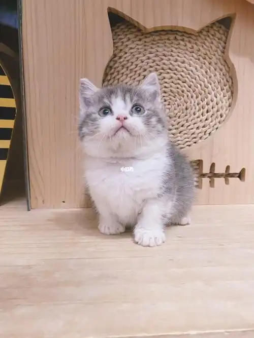 英短美短曼基康矮脚猫拿破仑小短腿找家长