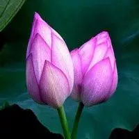 荷花微信头像图片大全【点击鼠标右键下载】