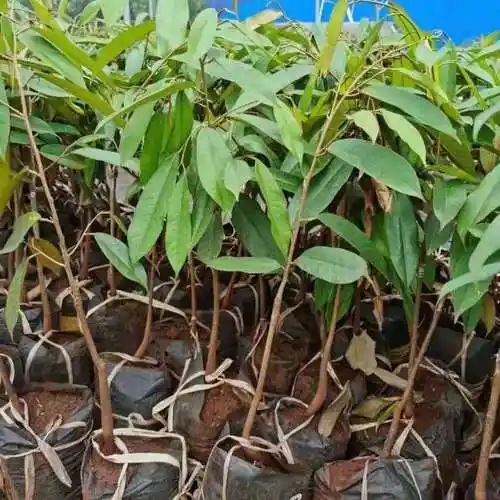 榴莲果树苗泰国榴莲苗树苗嫁接金枕头南方北方种植盆栽苗当年结果