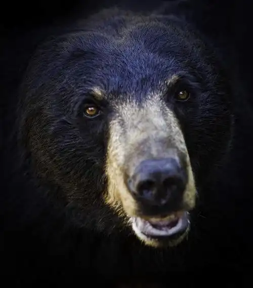 眼睛,鼻子,嘴,无人,竖图,室外,特写,白天,正面,野生动物,熊,黑熊,阴影