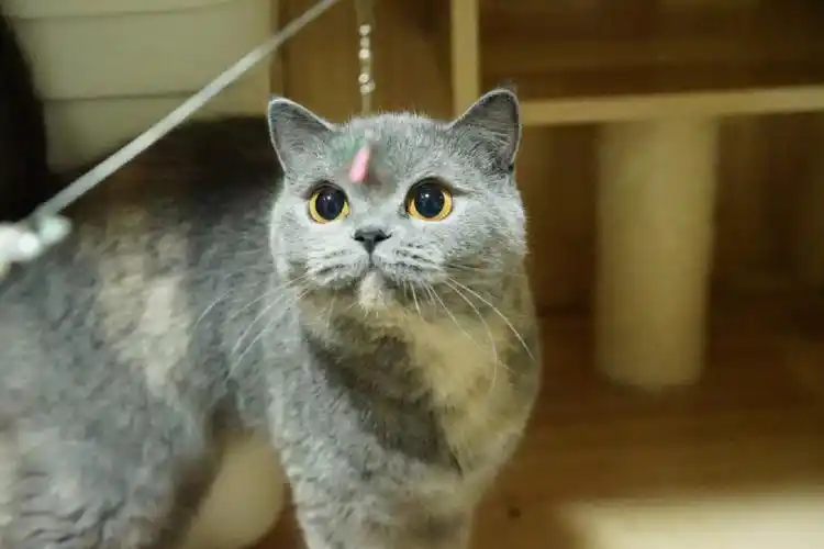 姨姨们真的很不喜欢这个颜色的英短吗