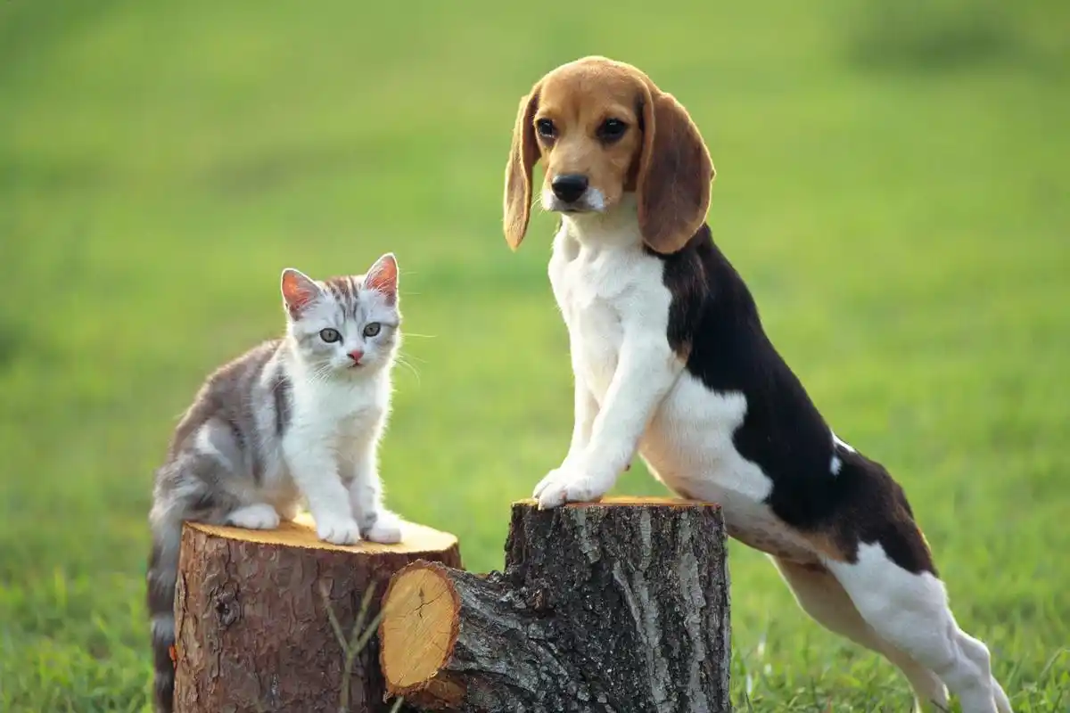 原创铲屎官进阶课堂8分钟让你化身狗狗营养学专家