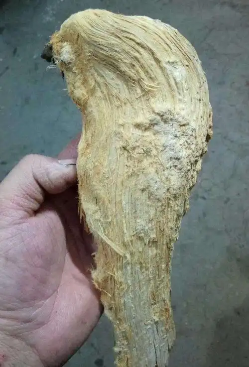 用来做香的崖柏陈化料:毛毛料