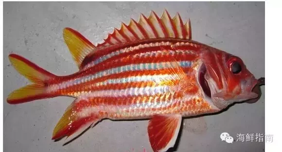 常见海水鱼类图谱大全!