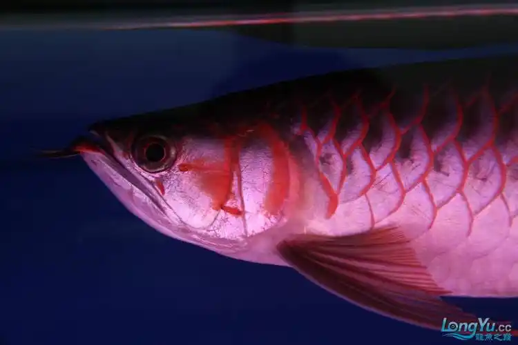 培养了一年的超级细筐白玉绿皮辣椒红龙.感谢分享