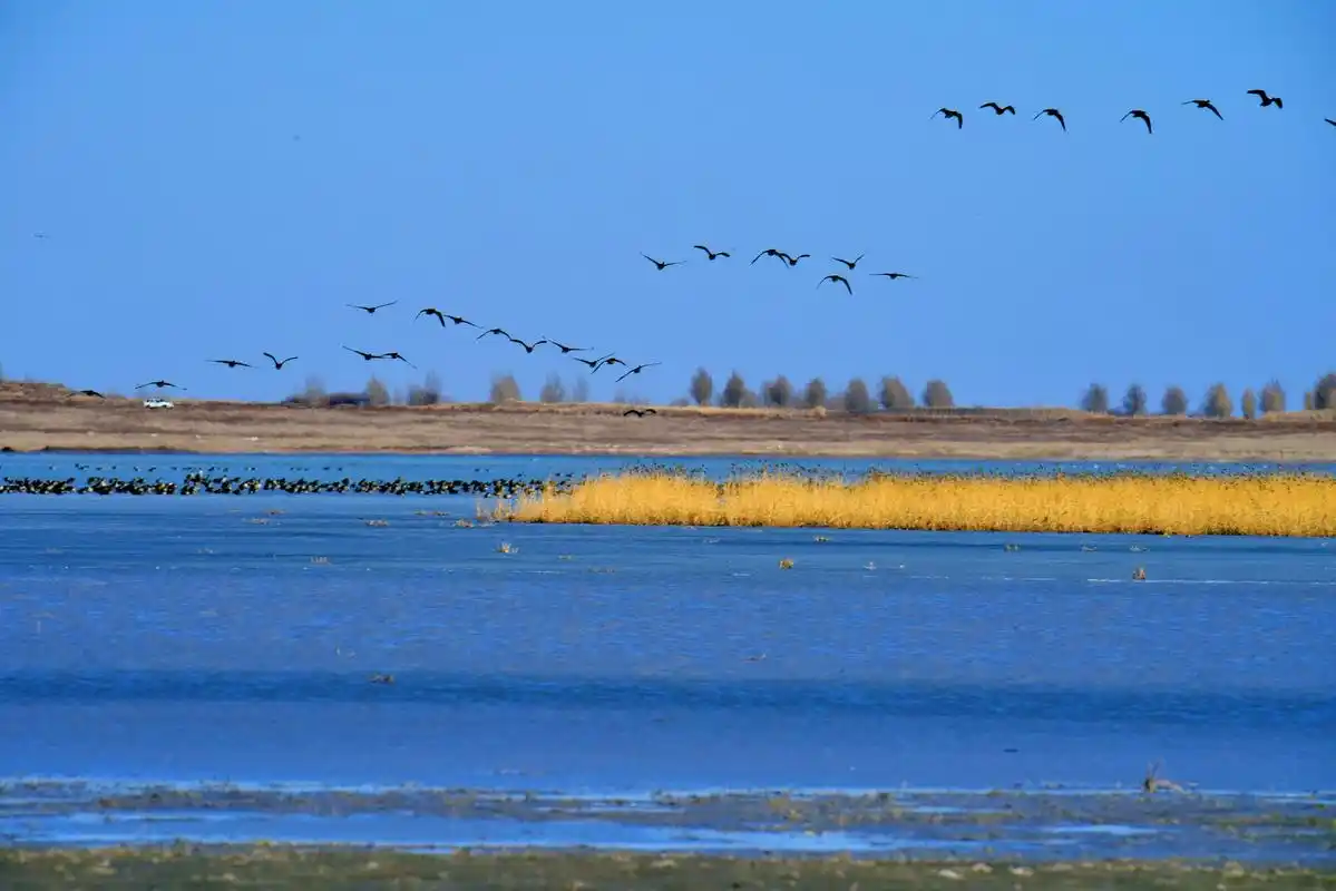 迁徙中的大雁,原创拍摄_高清图集_新浪网