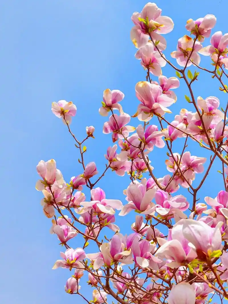 春天里,和玉兰花的n次约会.北京的玉兰花栽植非常广泛,春天一 - 抖音