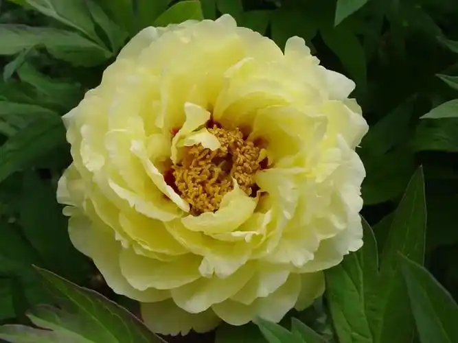 牡丹花快要开了,这几个著名的牡丹品种,记得去看看