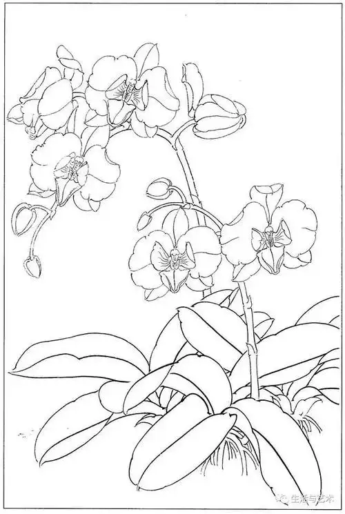 素材经典兰花白描40幅