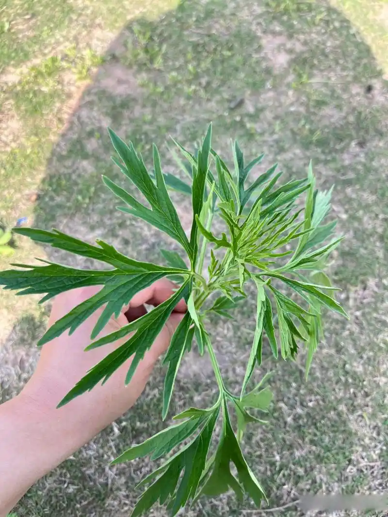 荆州头条湖北的朋友帮我看看哪个是艾草?      图4是百分百的艾草,是