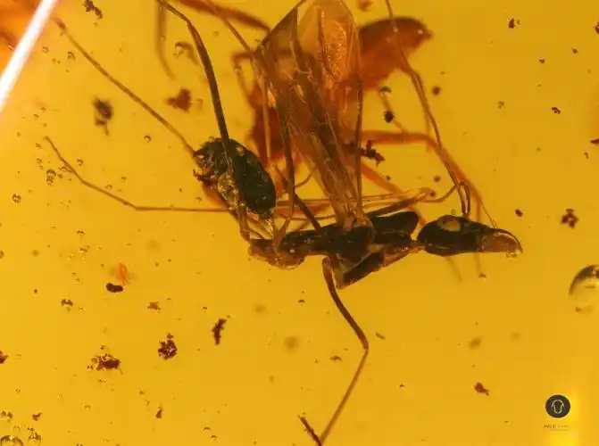 我想会的,您家娃一定听过德国作家柏吉尔的《琥珀》故事:一只蜘蛛和