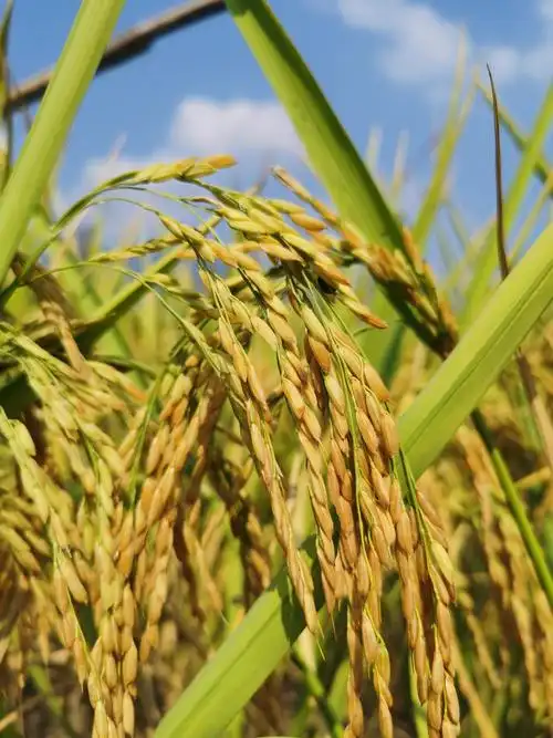 我爱你秋日金黄的硕果