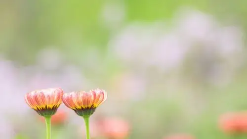 首页 桌面壁纸 植物壁纸 小清新唯美花卉图片高清壁纸 上一张 下一张