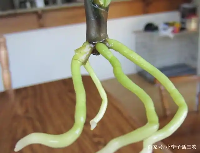 如何让君子兰快速生根?除了注意温度,这几点也至关重要!