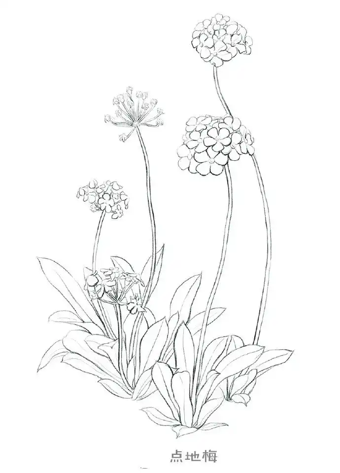 工笔花卉线稿图,非常实用的花卉线稿图片