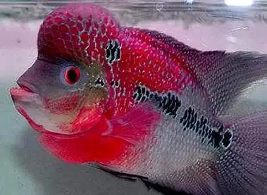 罗汉起头的那些事儿,和品种有很大关系,这种罗汉最