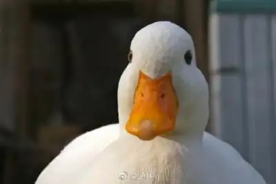 鸭子表情包萌图 动物萌图 表情包