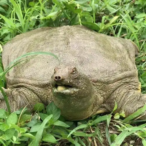 批发】外塘生态放养大王八中华鳖活体海鲜水产鱼苗外塘大甲鱼生态王