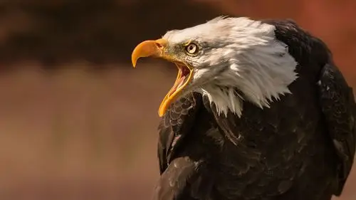 壁纸 鹰,生气,喙 2560x1600 hd 高清壁纸, 图片, 照片