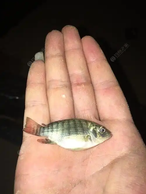 木兰溪怀孕小罗飞可真多 自制饵料钓罗非鱼