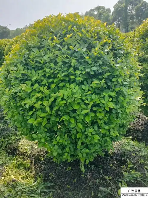 金叶女贞球的胸径一般是多少_百问百答_沭阳县广汉园林苗木场