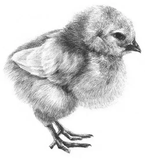 小鸡素描图片
