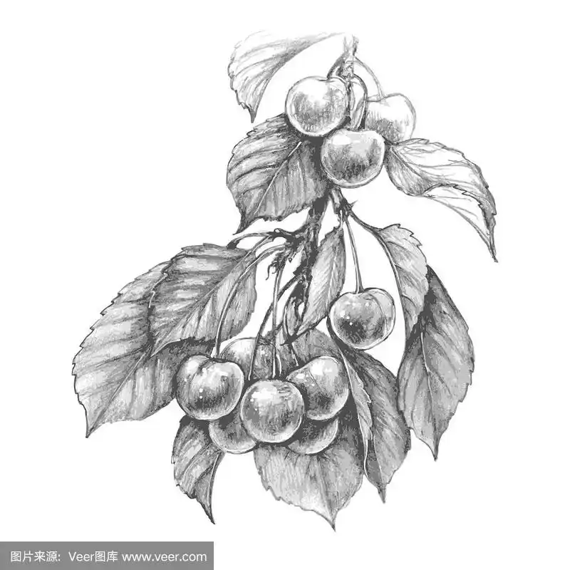 甜樱桃铅笔画
