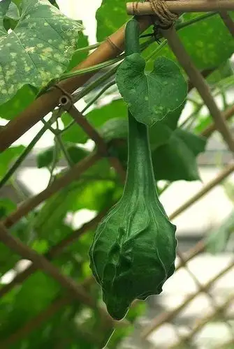 观赏葫芦品种设施栽培技术