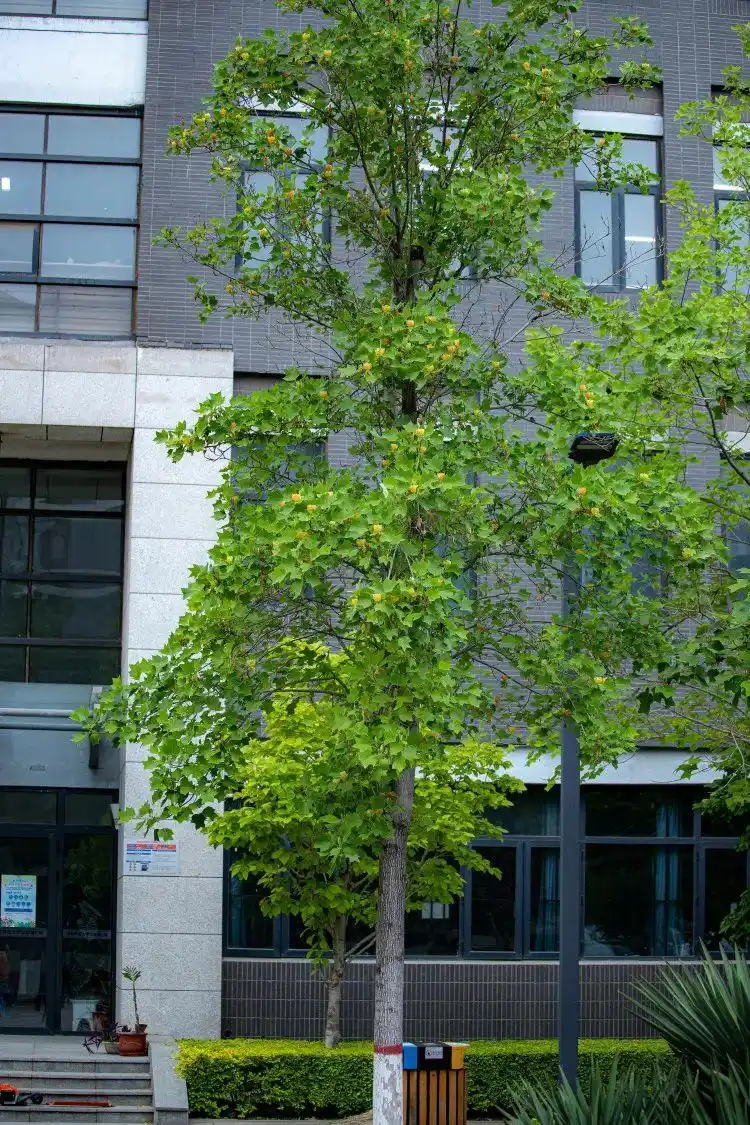 坐标公教楼东南,一树鹅掌楸,美哭了!_河北师范大学_零二七艺考