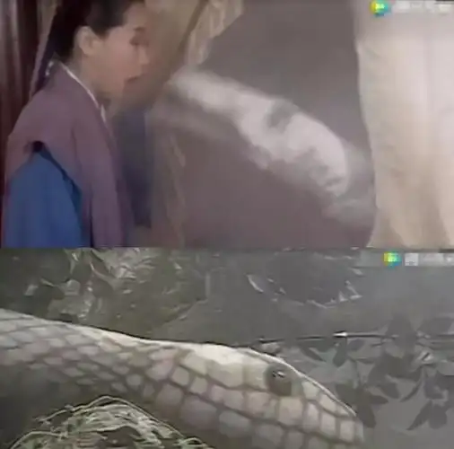 各版白素贞现原形:赵雅芝真实,黄圣依雷人,她秒变小蝌蚪!_网易订阅