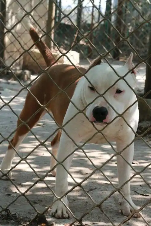 一岁黄白花公狗出售