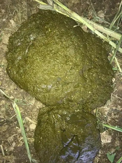 牛拉稀绿色没有恶臭一共三头一头之前就持续性拉稀不是图片上的样子打